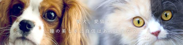 愛犬、愛猫の瞳の美しさに自信はありますか？