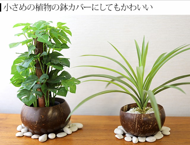 ココナッツの小物入れ 台付き プランター 植木鉢 アジアン雑貨