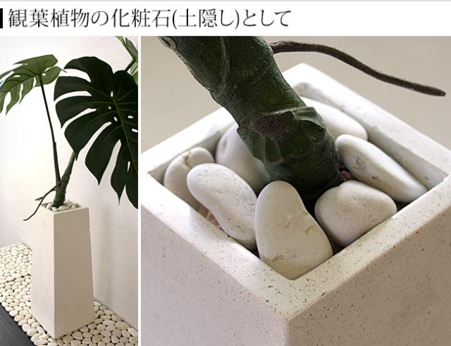 観葉植物 化粧石 土隠し