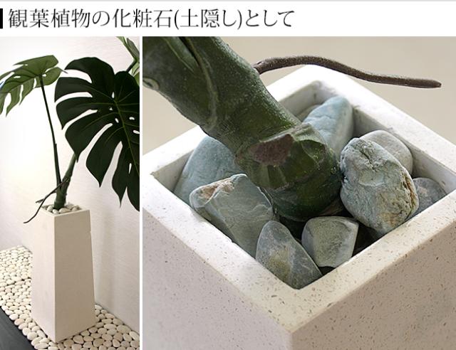 観葉植物 化粧石 土隠し