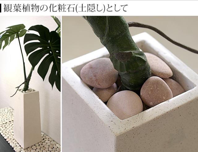 観葉植物 化粧石 土隠し