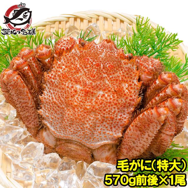毛がに特大570g前後1尾