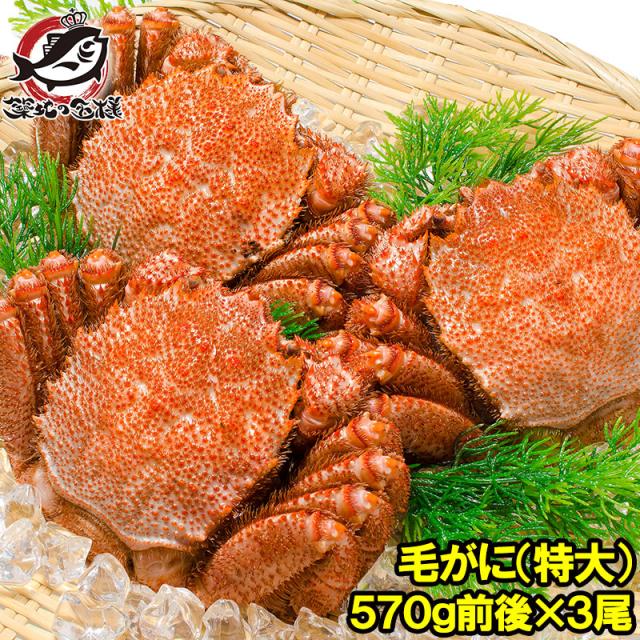 毛がに特大５７０g前後１尾