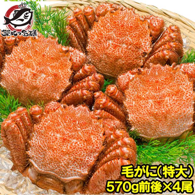 毛がに特大570g前後1尾