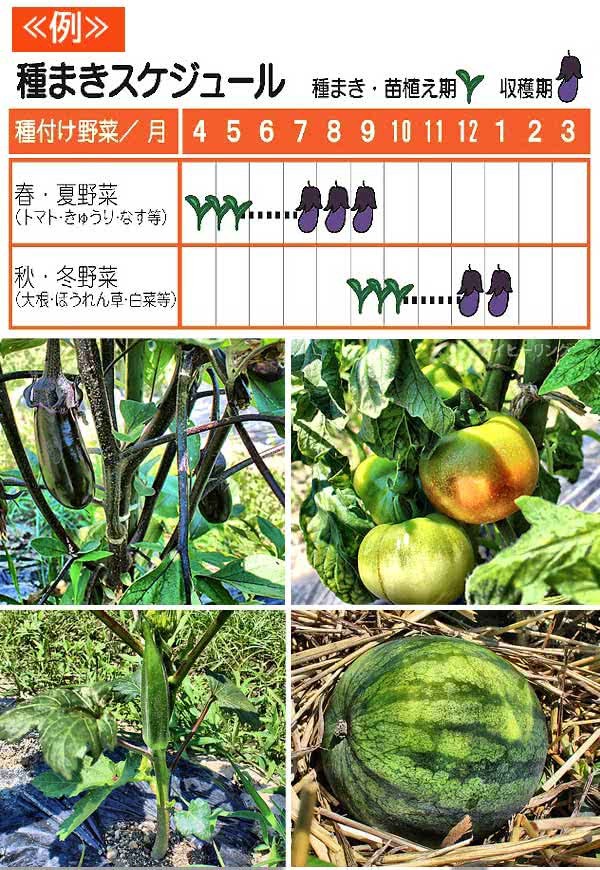 種付け野菜 月の表