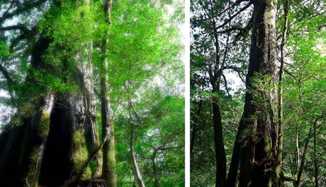 2枚の屋久杉の風景画像。