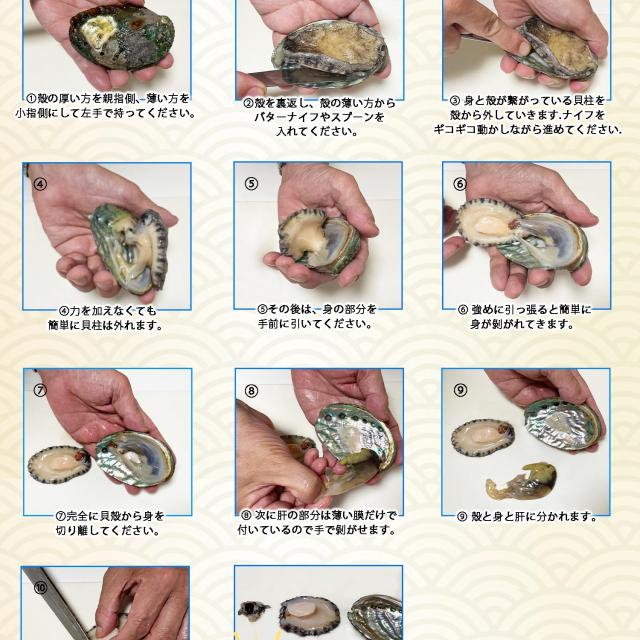 お刺し身　蝦夷アワビ（殻付き）