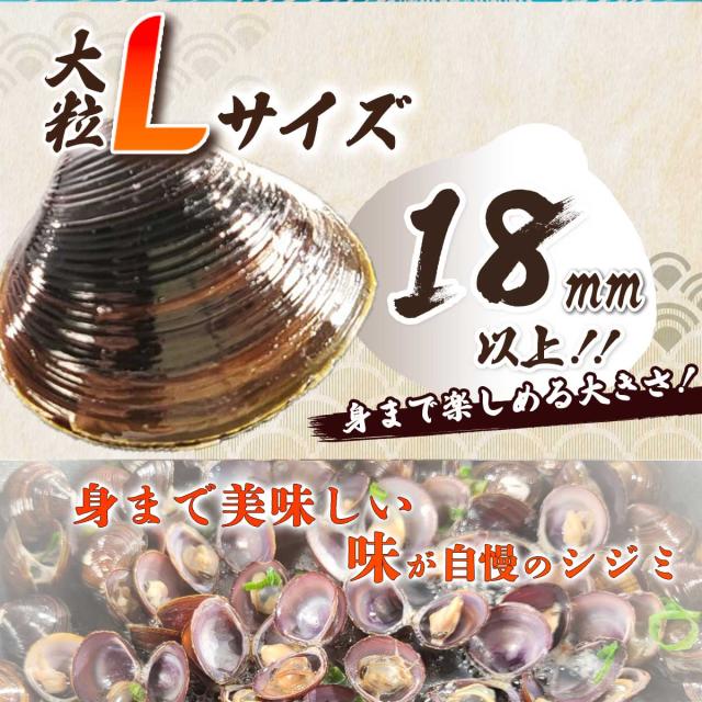 青森・小川原湖漁協 大粒L サイズのシジミ 大漁 1.5kg