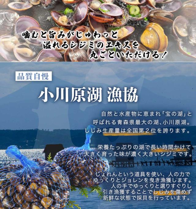 青森・小川原湖漁協 大粒L サイズのシジミ 大漁 1.5kg