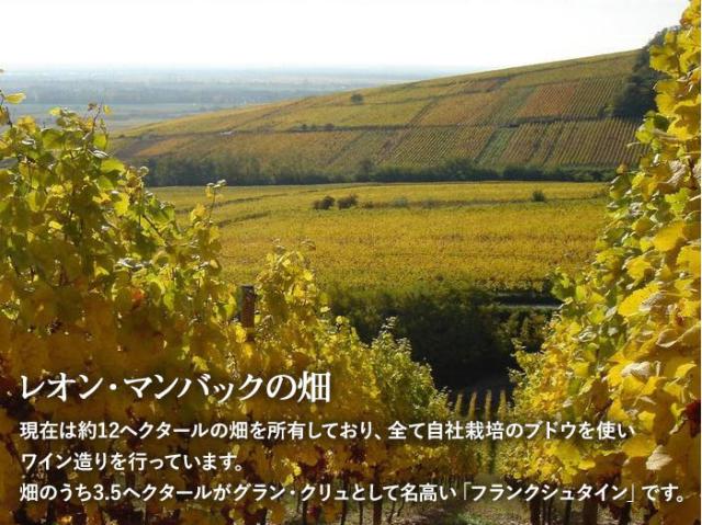 レオン・マンバックの畑
