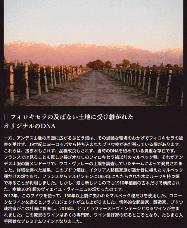 フィロキセラの及ばない土地に受け継がれたオリジナルのDNA