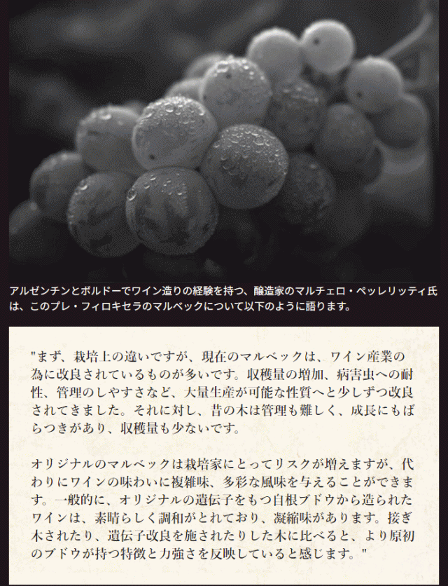 接ぎ木されたり、遺伝子改良を施されたりした木に比べると、より原初のブドウが持つ特徴と力強さを反映していると感じます。