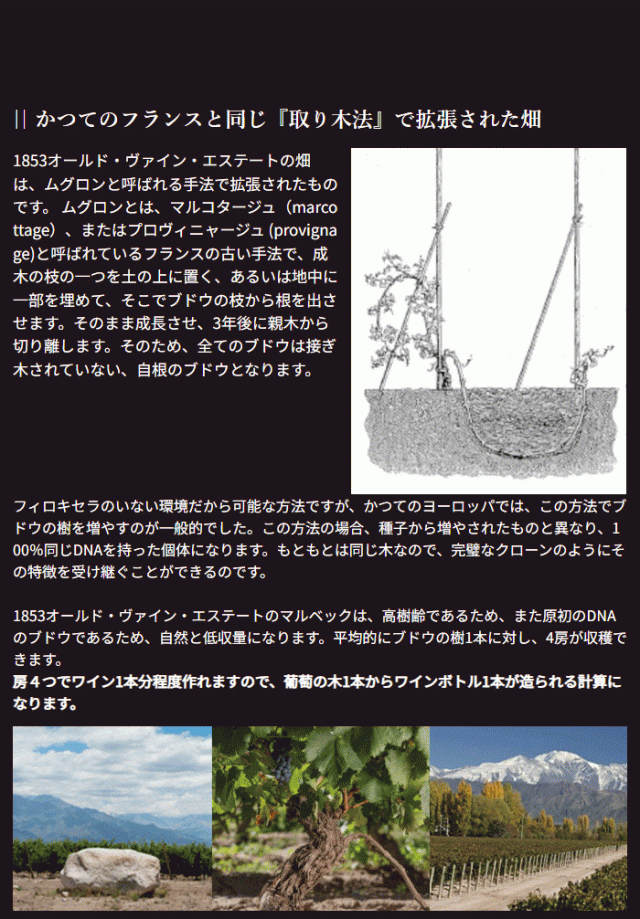 かつてのフランスと同じ『取り木法』で拡張された畑