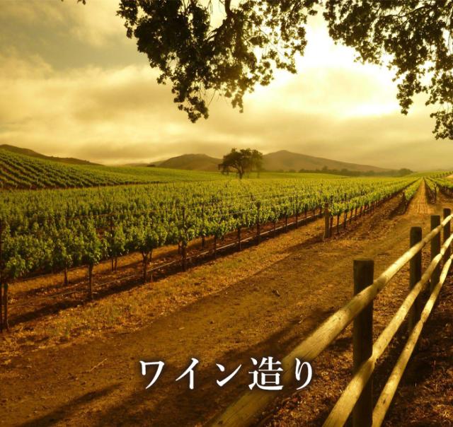 ワイン造り