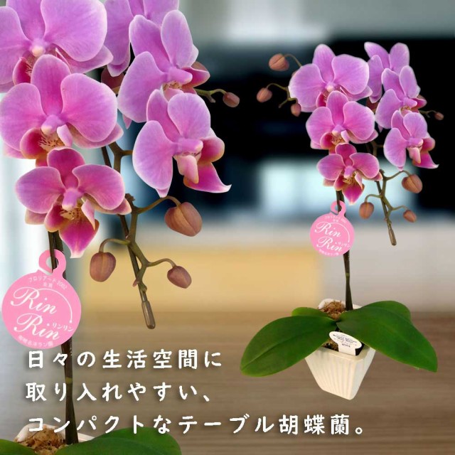 新品本物 ミニ胡蝶蘭 ギフト 3号鉢 2本立 ピンク01 お花 プレゼント 生花 鉢植え 開店祝い 母の日 父の日 敬老の日 おじいちゃん おばあちゃん 72時間限定タイムセール Www Songtainews Net 新品本物 ミニ胡蝶蘭 ギフト 3号鉢 2本立 ピンク01 お花 プレゼント 生花 鉢植え 開店祝い 母の日 父の日 敬老の日 おじいちゃん おばあちゃん 72時間限定タイムセール Www Songtainews Net