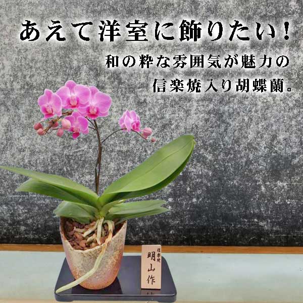 高速配送 ミニ胡蝶蘭 ギフト 信楽焼 4 5号鉢 1本立 ピンク お花 プレゼント 生花 鉢植え 開店祝い 母の日 父の日 敬老の日 おじいちゃん おばあ 初回限定 Bayounyc Com