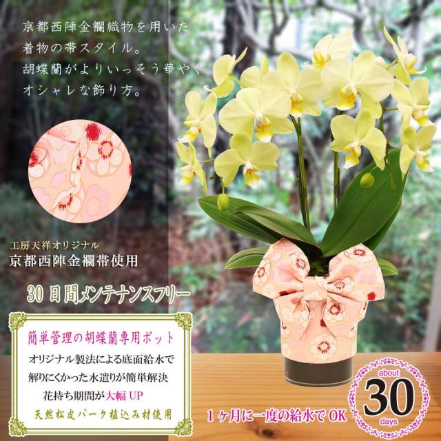 超人気 ミニ胡蝶蘭 ギフト 天祥オリジナル Kimonoスタイル花柄帯 テーブル胡蝶蘭 4号タンブラー ラージサイズ2本立 イエロー メッセージ無料 お 数量限定 Olsonesq Com 超人気 ミニ胡蝶蘭 ギフト 天祥オリジナル Kimonoスタイル花柄帯 テーブル胡蝶蘭 4号タンブラー ラージサイズ2本立 イエロー メッセージ無料 お 数量限定 Olsonesq Com