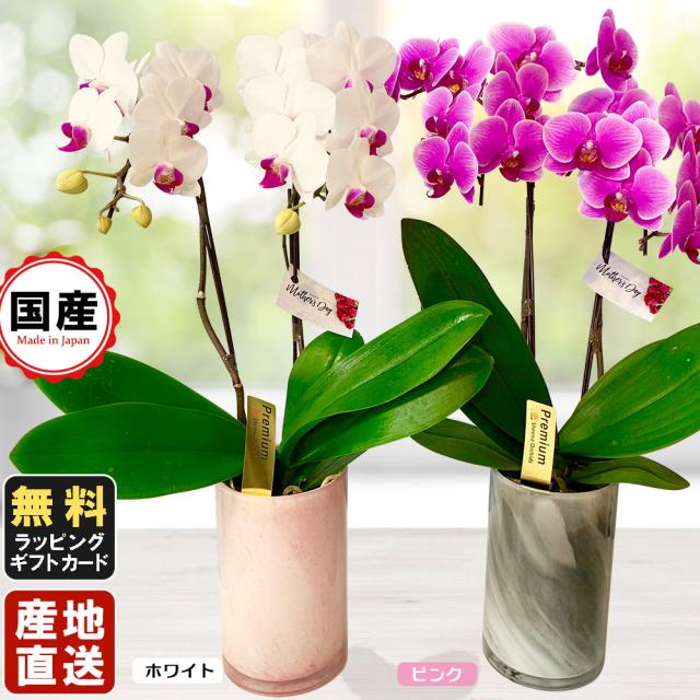 プライスダウン30 Off ミニ胡蝶蘭 ミディ胡蝶蘭 胡蝶蘭 ミニ 胡蝶蘭 ミディ 飴色鉢 マイクロ 小さい お花 ミディー胡蝶蘭 4号鉢植え 2本立て ルカグラス 鉢 母 限定セール