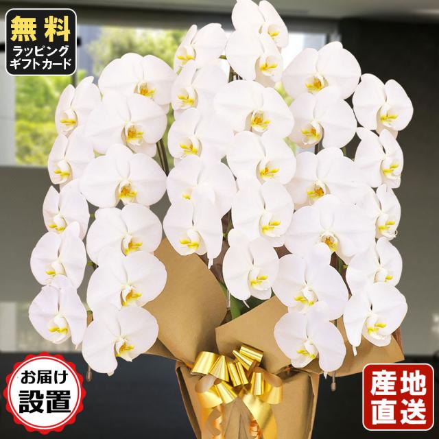 保存版 胡蝶蘭 大輪3本立ち33輪以上 白 お届け設置付き 会社設立 オープン 内祝い スタンド 大輪 ３本立ち ５本立ち お悔や花 お供え 葬儀 葬 送料無料 Buruuj So