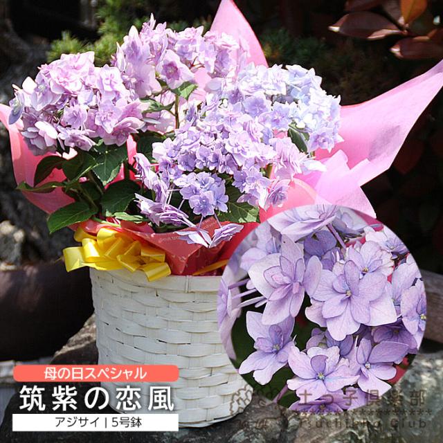 アジサイ『筑紫の恋風』