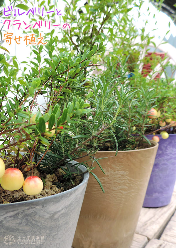 ビルベリーとクランベリーの寄せ植え