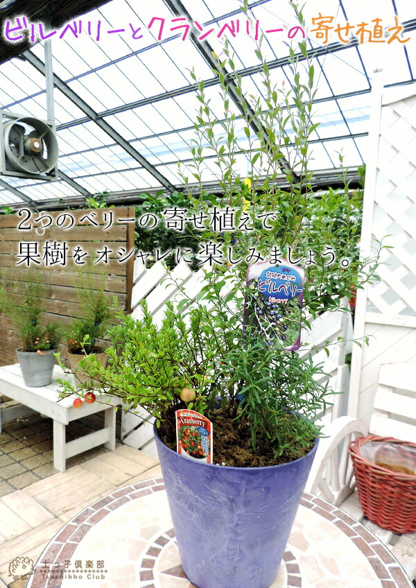 ビルベリーとクランベリーの寄せ植え