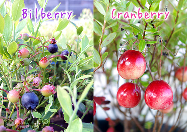ビルベリー＆クランベリー