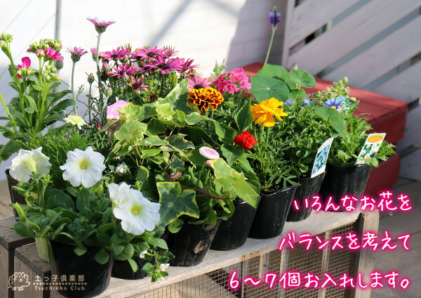 寄せ植え栽培セット