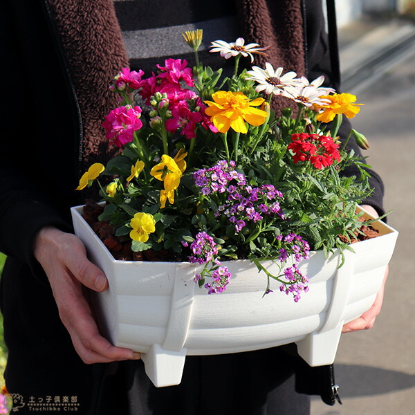 寄せ植え栽培セット