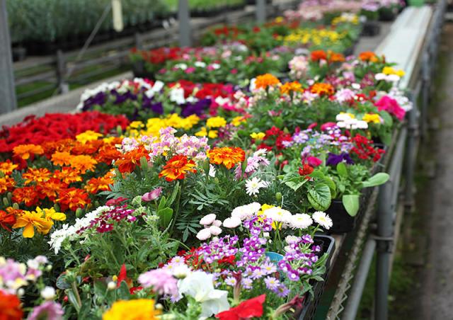 24個入って送料無料＆ラベル付き、そして嬉しいラッピング対応いたします