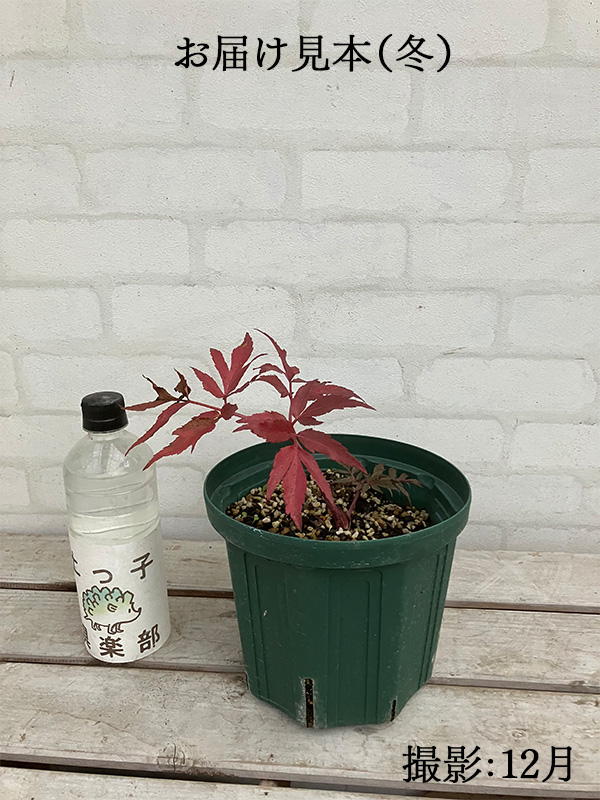 お届け見本 12月撮影