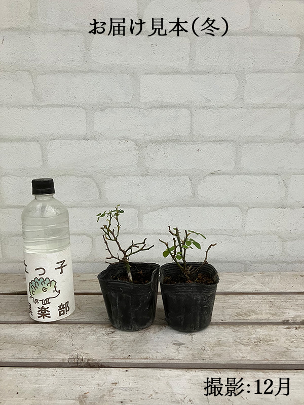 お届け見本 12月撮影