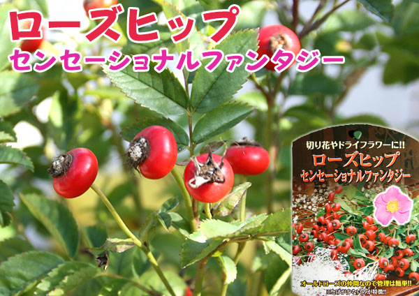 ローズヒップ（センセーショナルファンタジー）