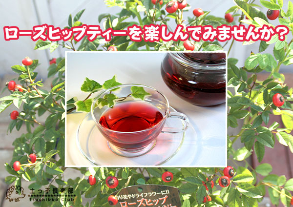 ローズヒップ（センセーショナルファンタジー）