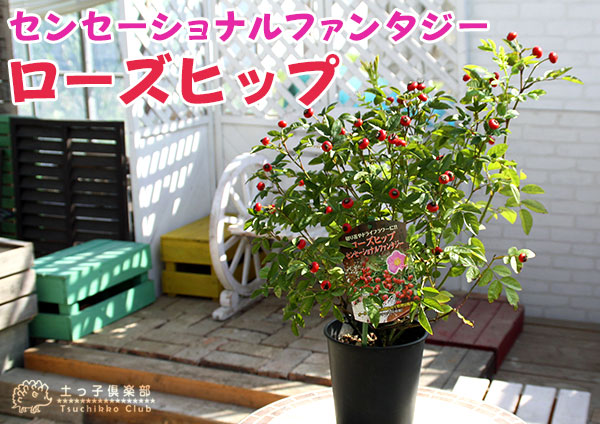 ローズヒップ（センセーショナルファンタジー）