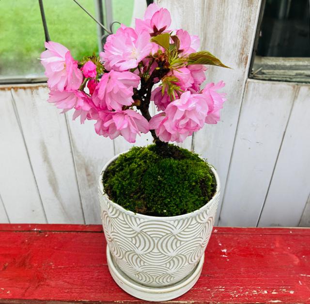 桜盆栽一才桜旭山