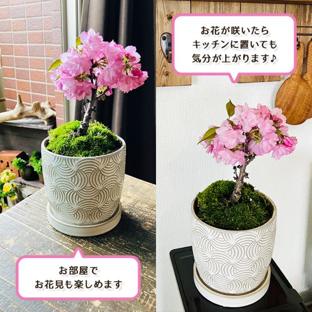 桜盆栽一才桜旭山