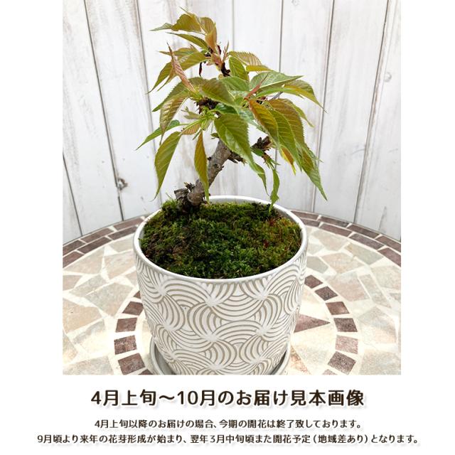 お届け見本4-10月