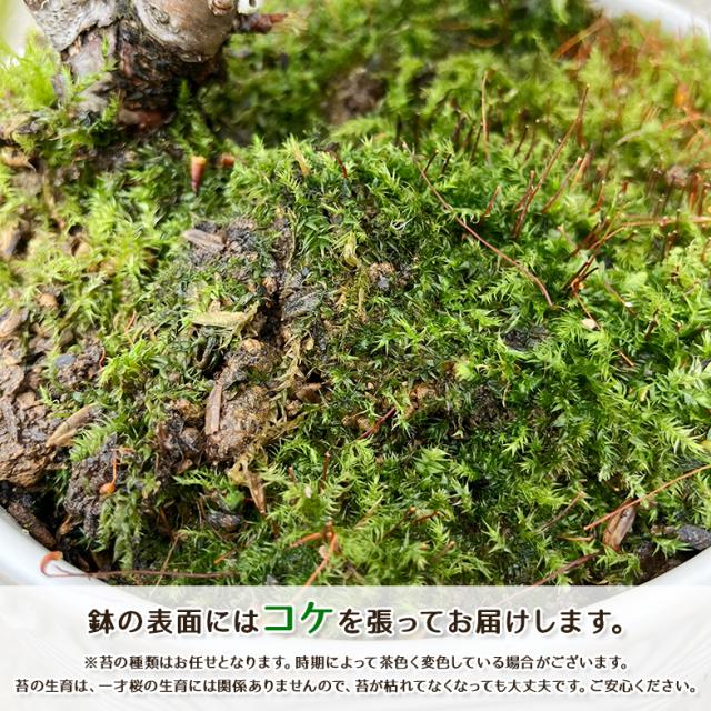 桜盆栽一才桜旭山