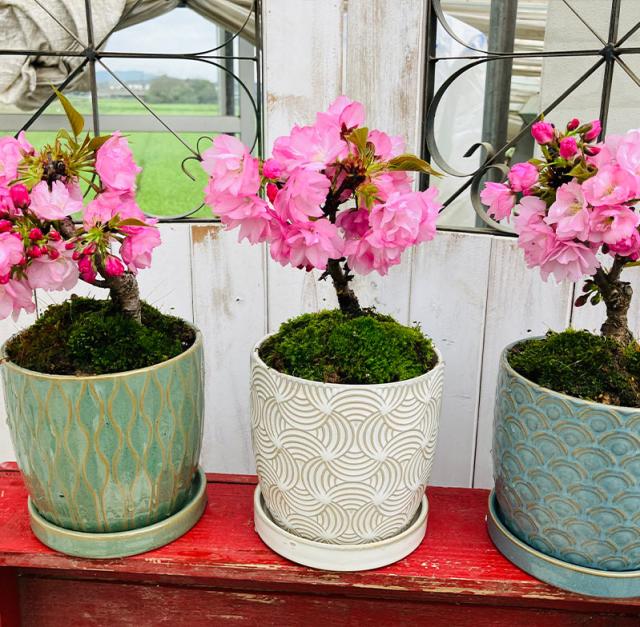 桜盆栽一才桜旭山