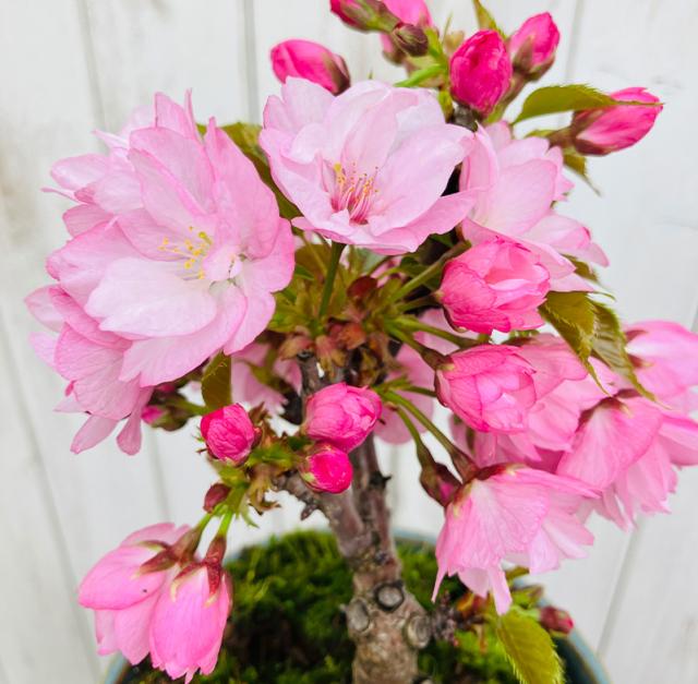 桜盆栽一才桜旭山
