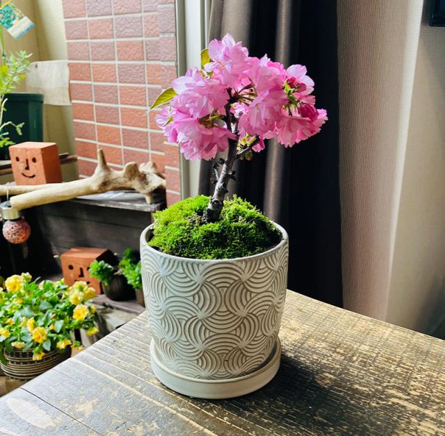 桜盆栽一才桜旭山