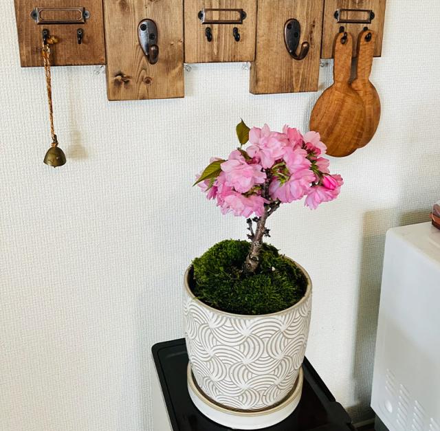 桜盆栽一才桜旭山