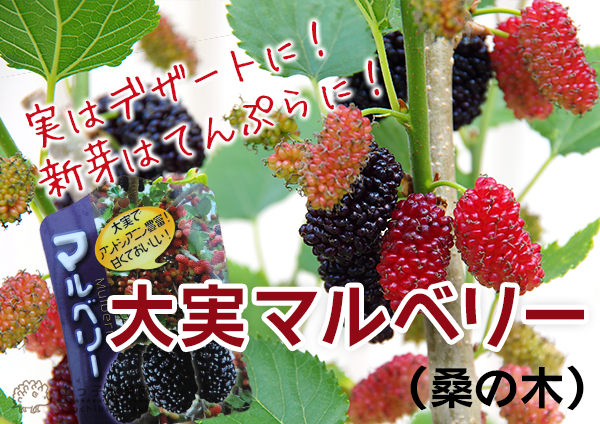 マルベリー(桑の木)
