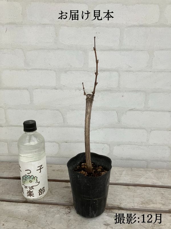 お届け見本 12月撮影