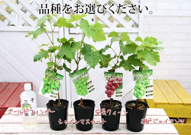 【選べる品種】ぶどう