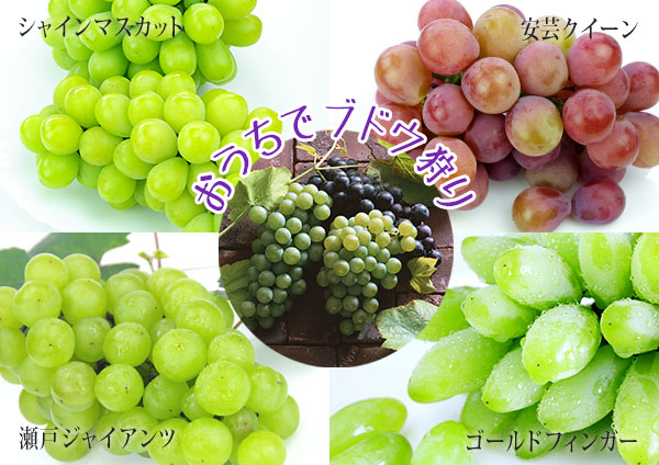 【選べる品種】ぶどう