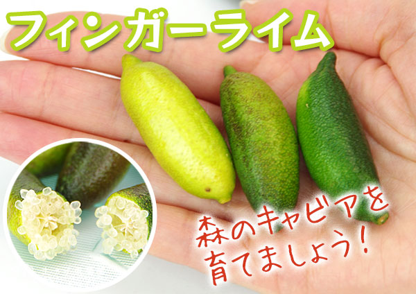 フィンガーライム