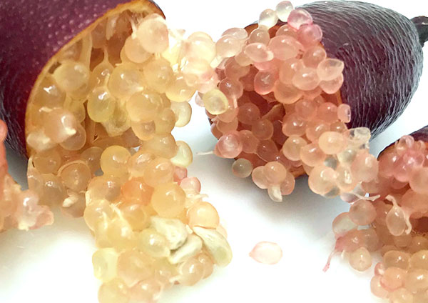 フィンガーライム