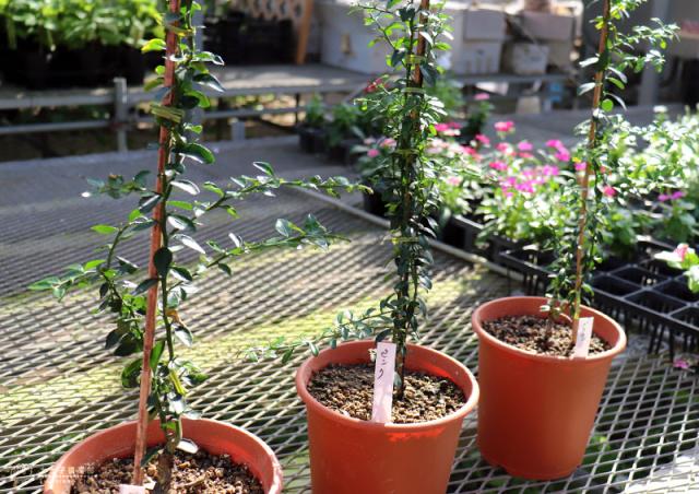 フィンガーライム